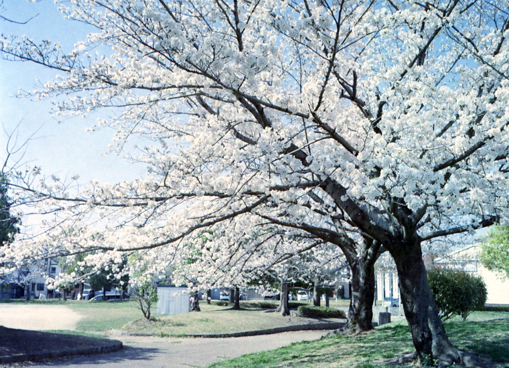 桜咲くころに…