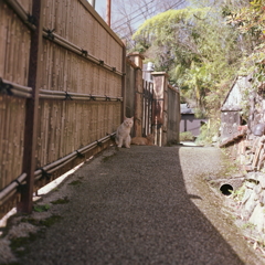 小径のねこ