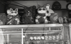 店内の招き猫　～2018年７月撮影