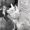 店前のツードッグ