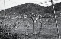 ネットに伸びる枝の風景