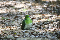 弥勒の青鳩