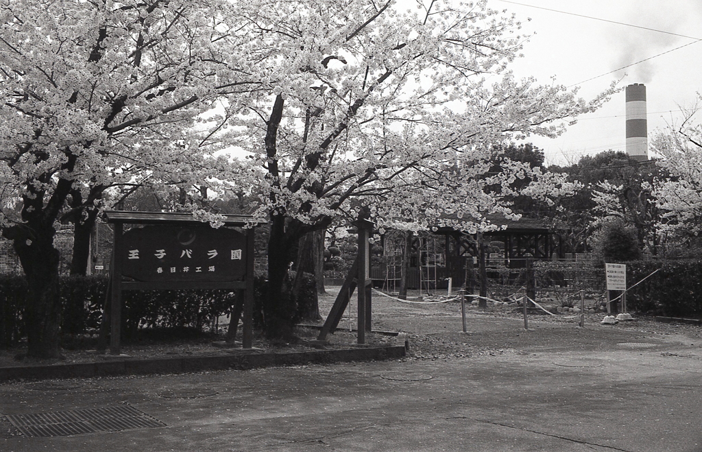 煙突と桜
