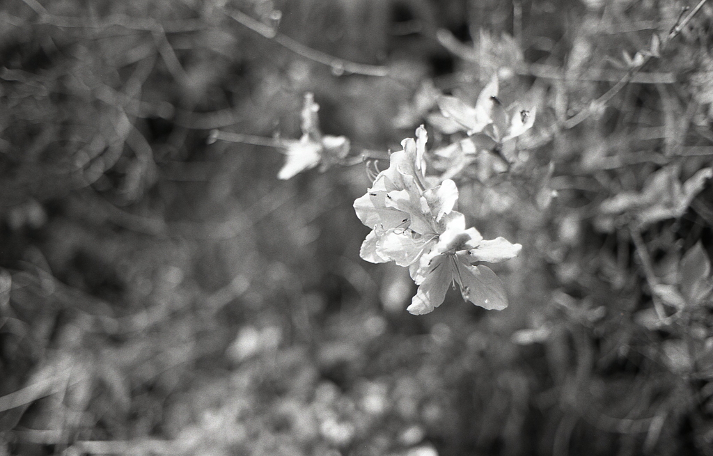 私を見て！と山道に飛び出す山ツツジ