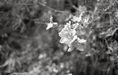 私を見て！と山道に飛び出す山ツツジ