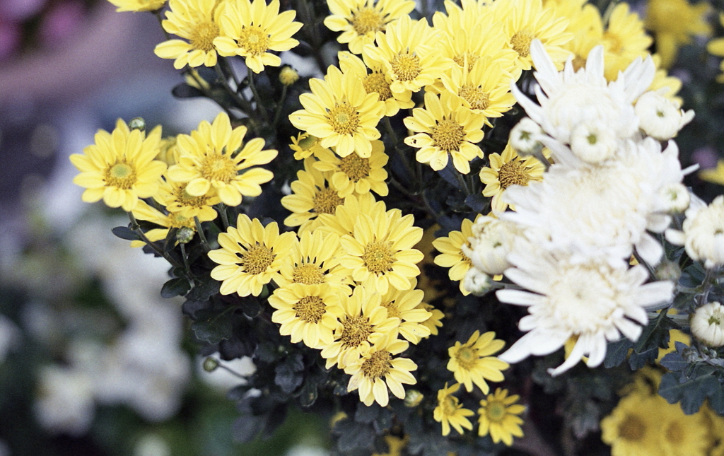 庭の花