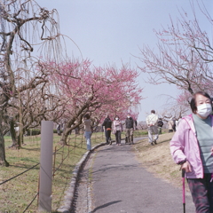 春を愛でる人々 春を愛でる人々