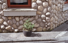 曲がり角には鉢植え　～今池ロマンチカ