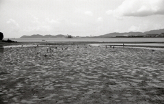 昭和九十六年の潮干狩り風景