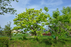 柿の葉の新緑