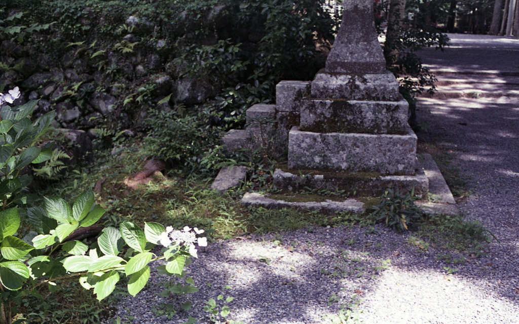 何気に咲く紫陽花の花