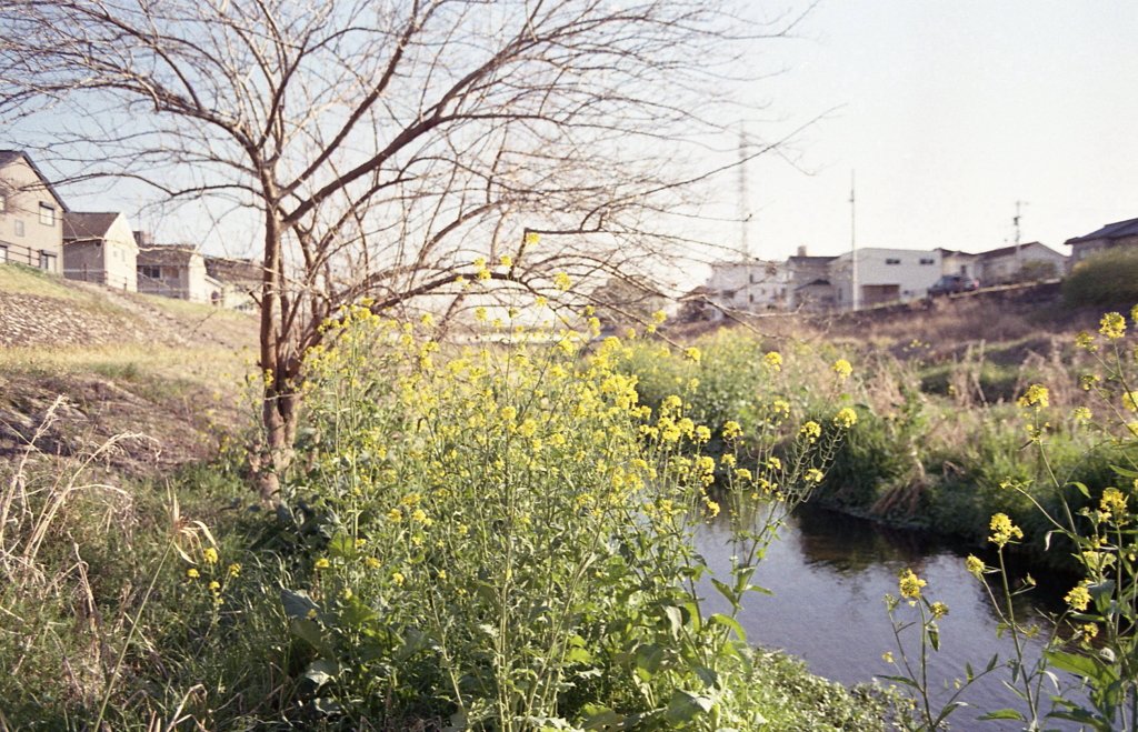 岸辺の菜の花　～マリ散歩の写真日記