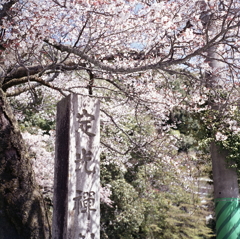 定光寺の桜
