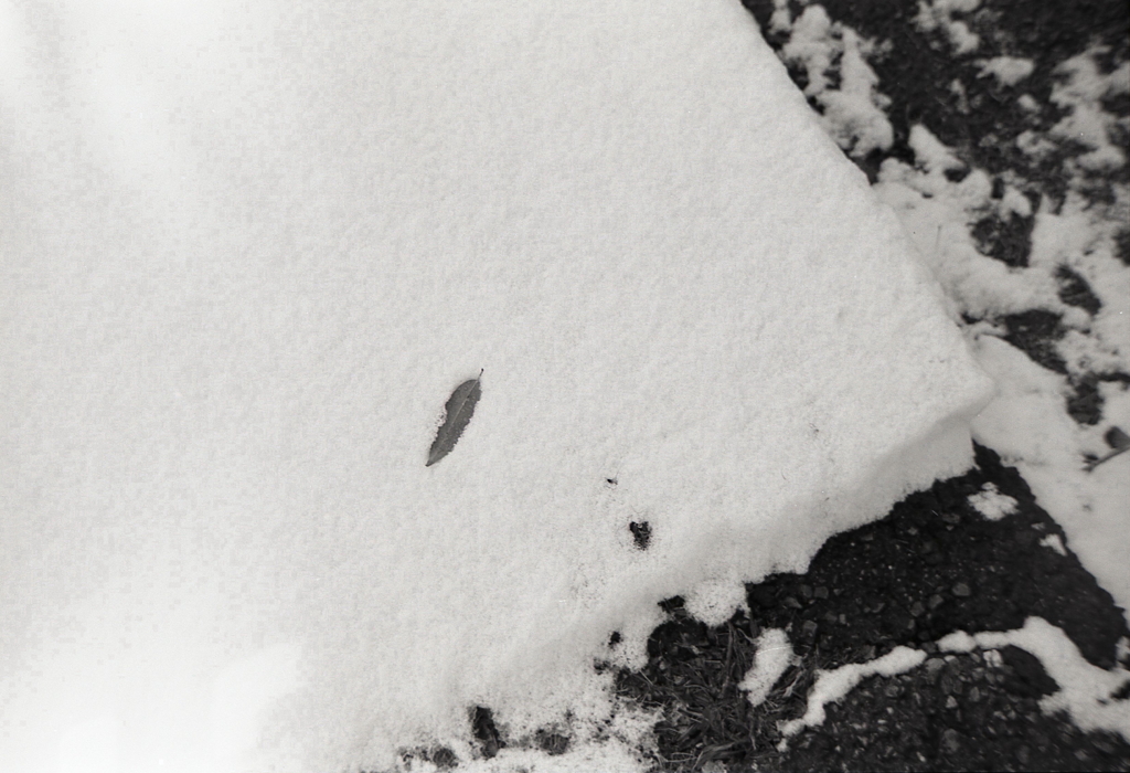 白雪に一枚の葉