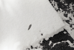 白雪に一枚の葉