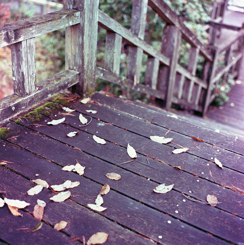 木桟橋の落葉