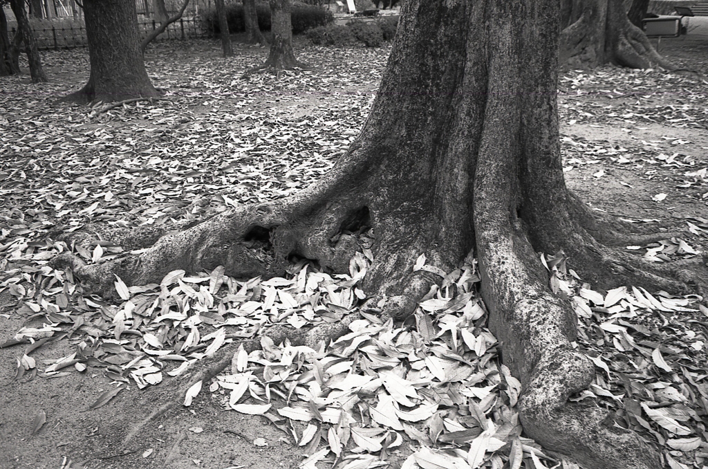 落葉の木根