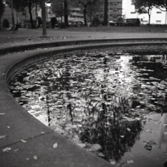 樹影と枯葉（ブローニ版）　～今池モノクロウォーク