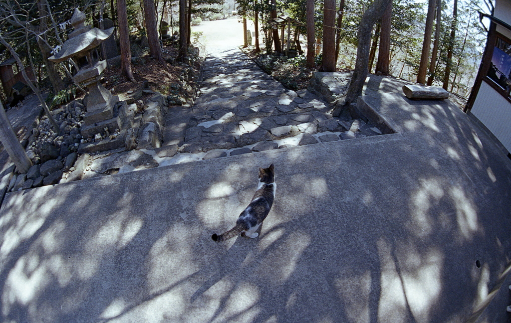参道石段の猫