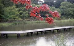 梅雨空の植物園