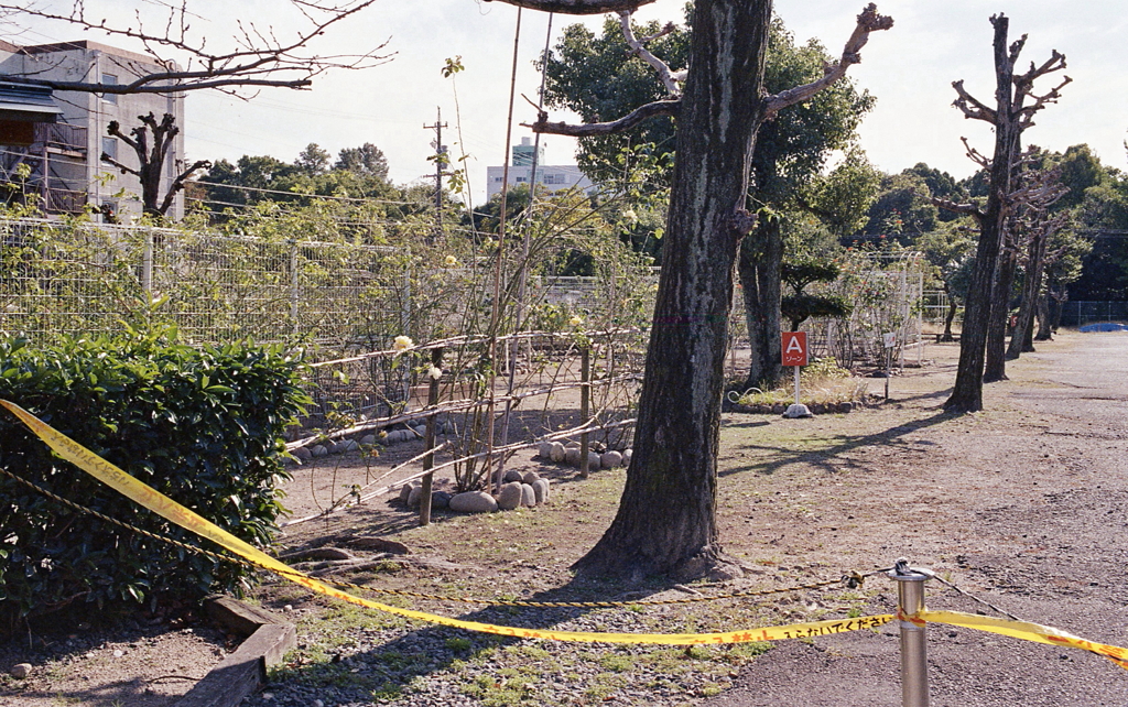 未だ閉ざされたバラ園