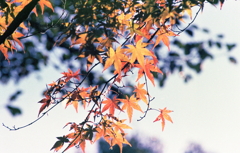 小牧山山頂に色づく紅葉Ⅱ 小牧山山頂に色づく紅葉Ⅱ