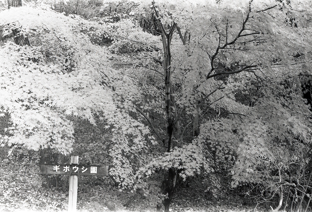 綺麗な真っ赤な紅葉でした。～露出補正ダイヤル1/2