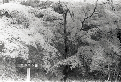 綺麗な真っ赤な紅葉でした。～露出補正ダイヤル1/2