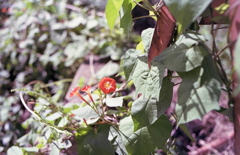 バリケードにさく雑草の赤い花 バリケードにさく雑草の赤い花