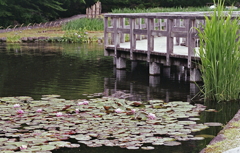 睡蓮の花が咲いていました。