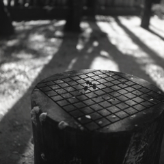 棋盤のどんぐり