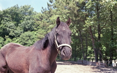 お馬に見つめられ