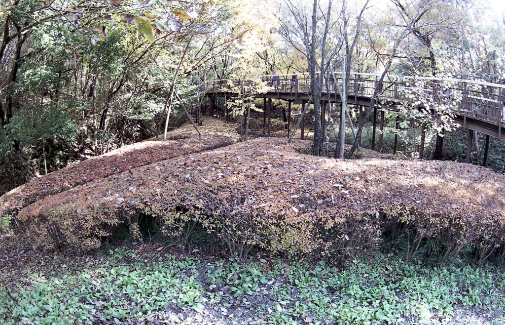 枯葉の上の散歩道