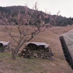 石積の薪と梅花 石積の薪と梅花