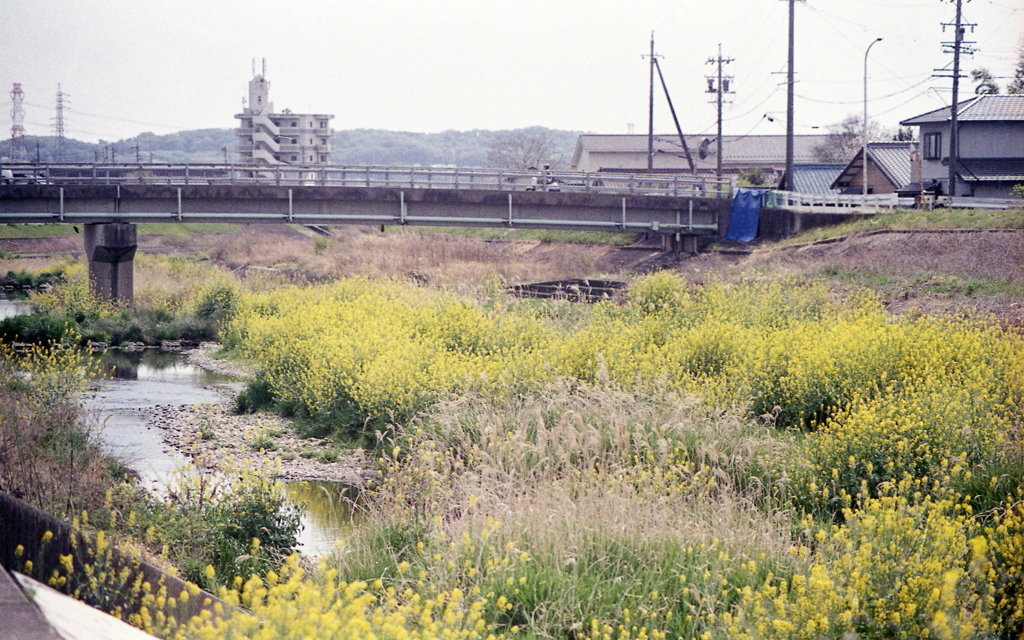 田舎道の黄色い点描