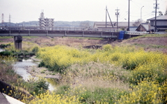 田舎道の黄色い点描