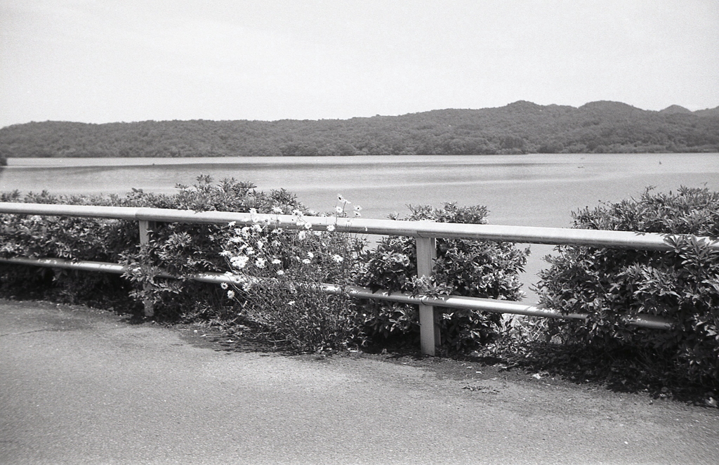 入鹿に咲く花　～RETINETTE＆AGFA APX100