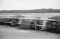 入鹿に咲く花　～RETINETTE＆AGFA APX100