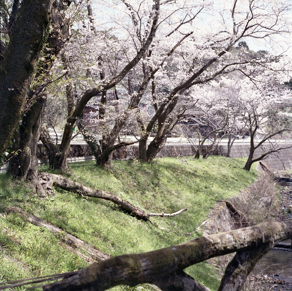 老木倒れるも桜咲く