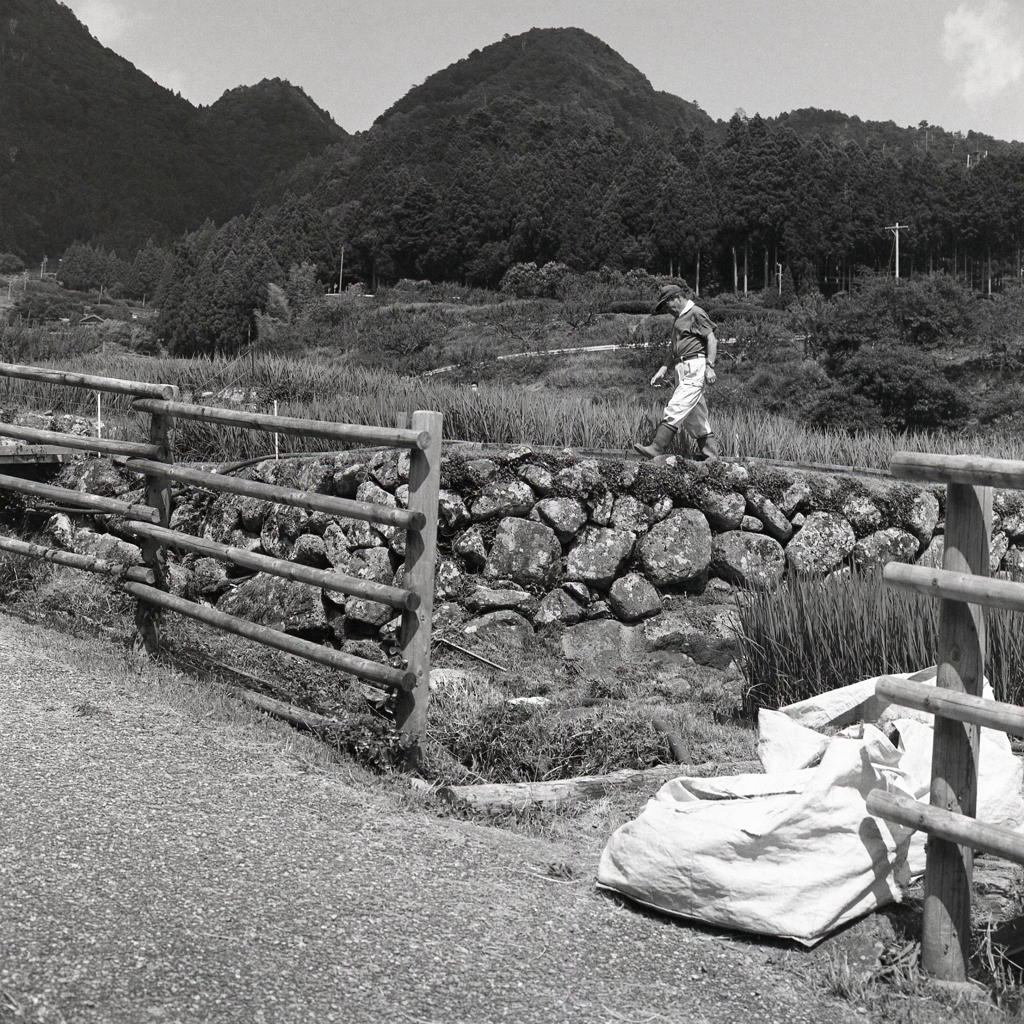 石垣の棚田を見回る御大