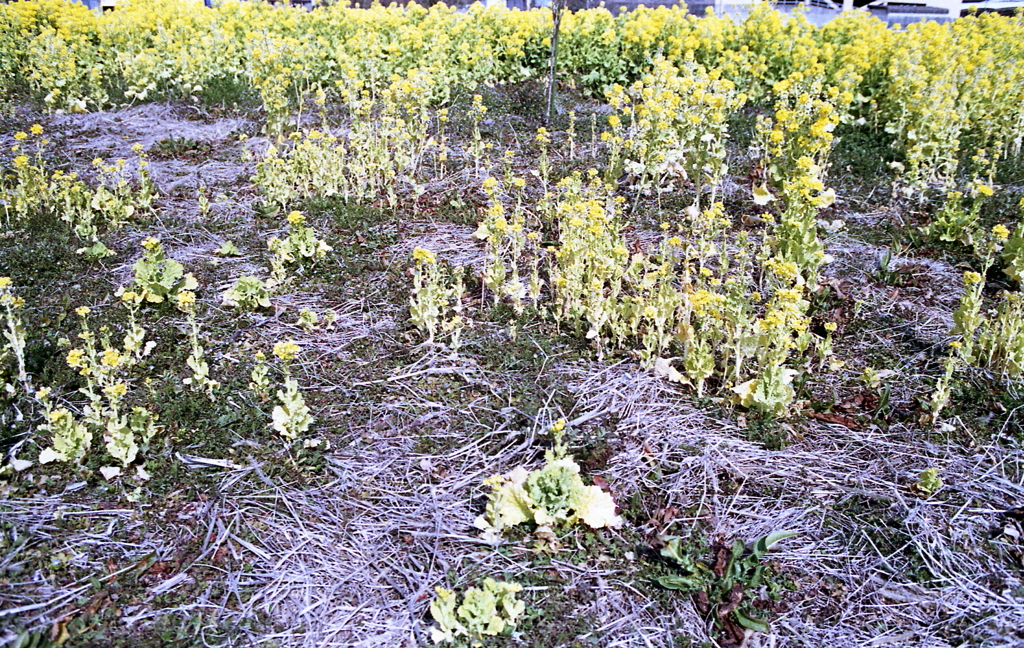 これから伸び盛りなんですよ…（笑