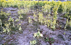 これから伸び盛りなんですよ…（笑