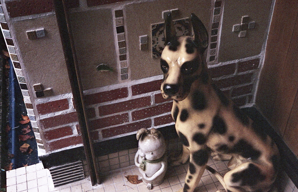 微動だにしないダルメシアン