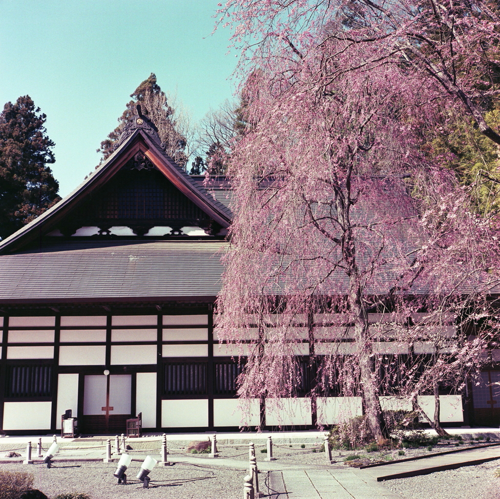 慈雲寺の春（枝垂れ桜）