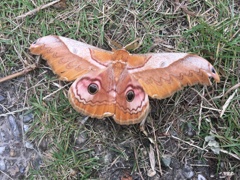 寒気で震えていた