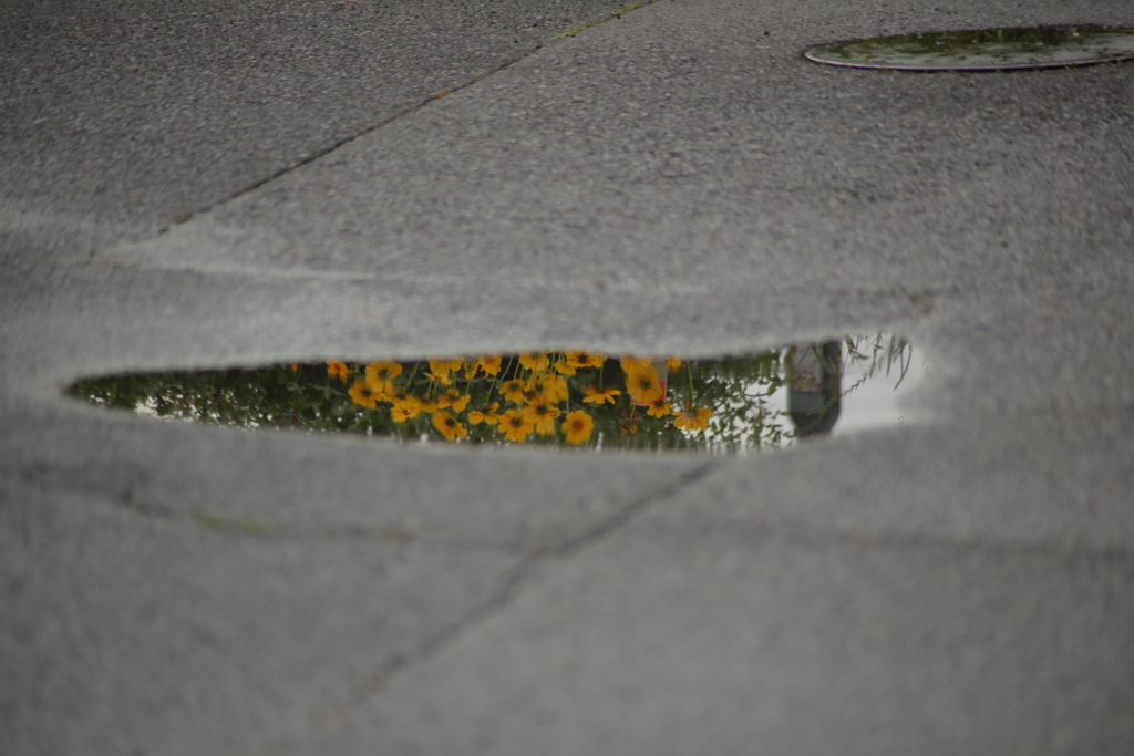 雨上がりの水溜り