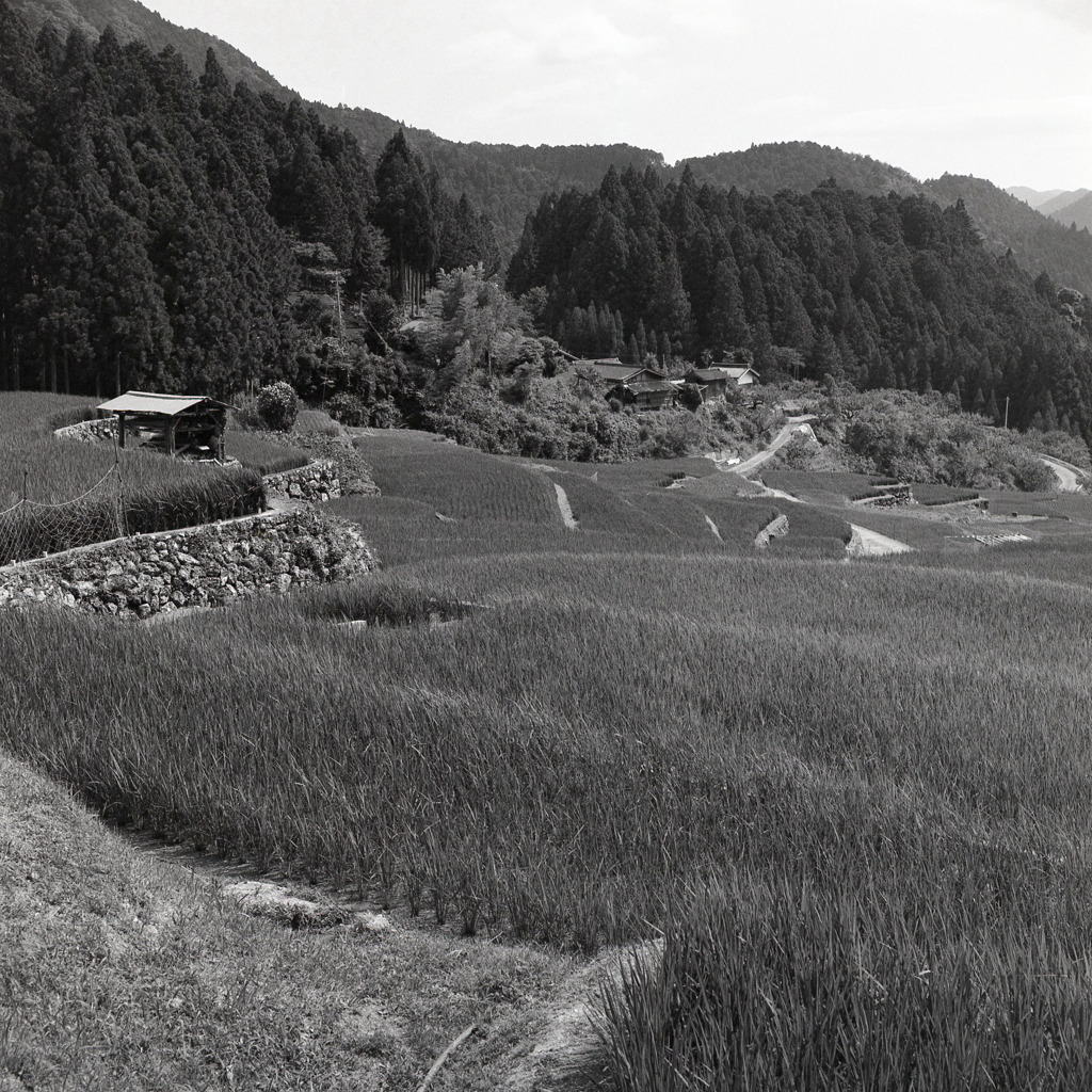 山肌の棚田風景
