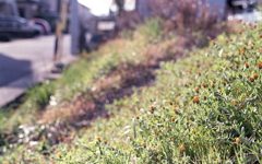 どうも三月に撮ったらしい…（苦笑