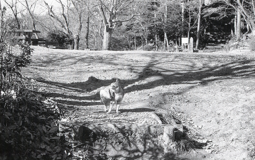 のらなのかな？境内には猫が数匹