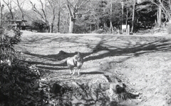 のらなのかな？境内には猫が数匹